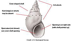 How to identify the New Zealand mud snail