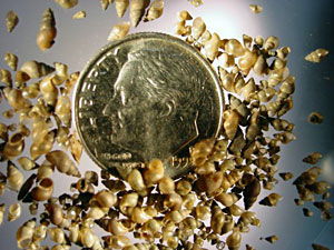 Up to 50 New Zealand mud snails can fit on a dime due to their maximum size of 1/8 inch